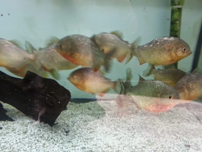 AquaScapeOnline Picture 10