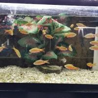 AquaScapeOnline ico