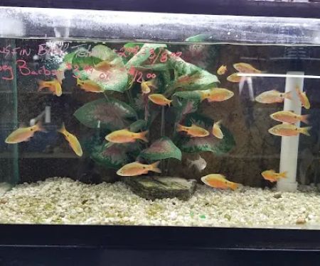 AquaScapeOnline