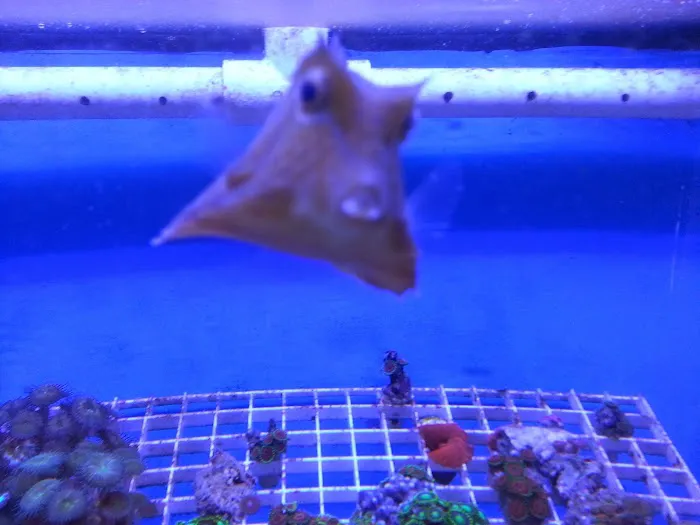 AquaScapeOnline Picture 6