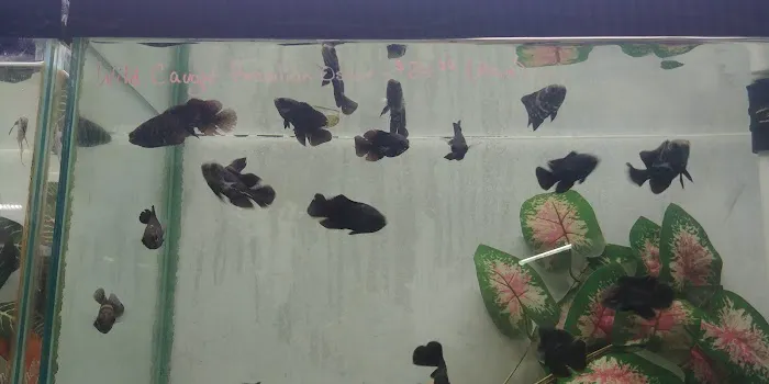 AquaScapeOnline Picture 3