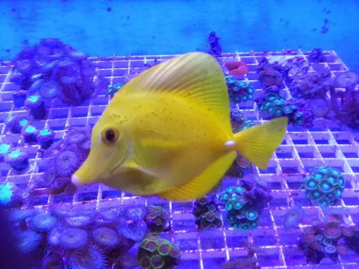 AquaScapeOnline Picture 8