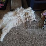 Sycamore Creek Animal Hospital