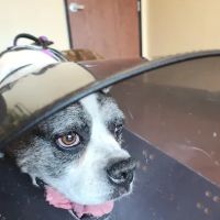 Animal Eye Vet - Marcella Ashton ico