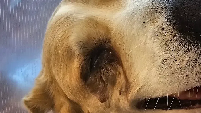 Animal Eye Vet - Marcella Ashton Picture 4