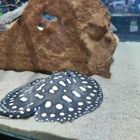 Absolutely Fish ico