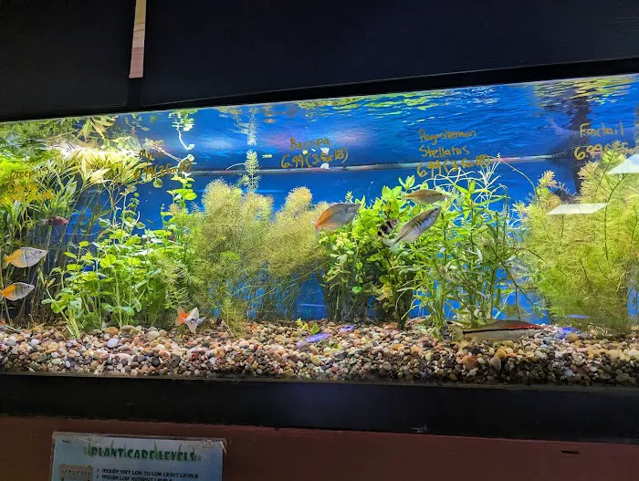 Absolutely Fish Picture 4