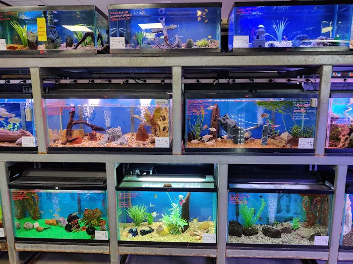 Absolutely Fish Picture 9