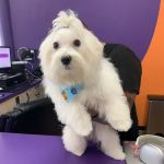Pet Crew Pet Shop