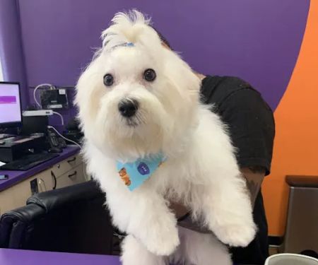 Pet Crew Pet Shop