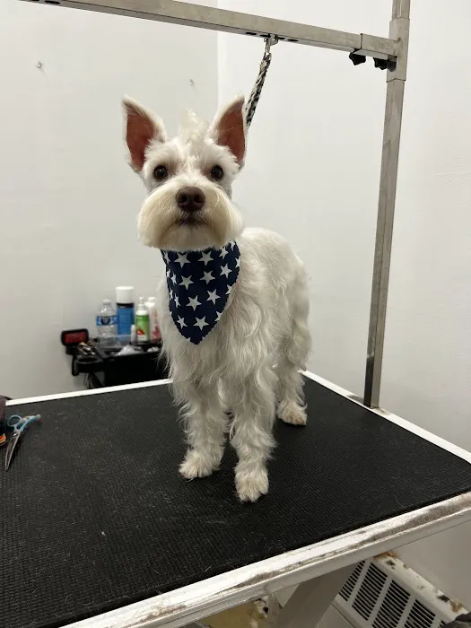 Pet Crew Pet Shop Picture 3