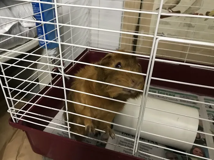 Ironbound Pet Shop Picture 1
