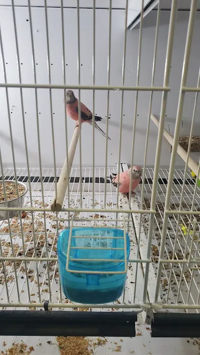 Ironbound Pet Shop Picture 2