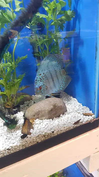 Ironbound Pet Shop Picture 4
