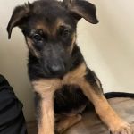 Vetco Vaccination Clinic