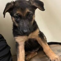 Vetco Vaccination Clinic ico