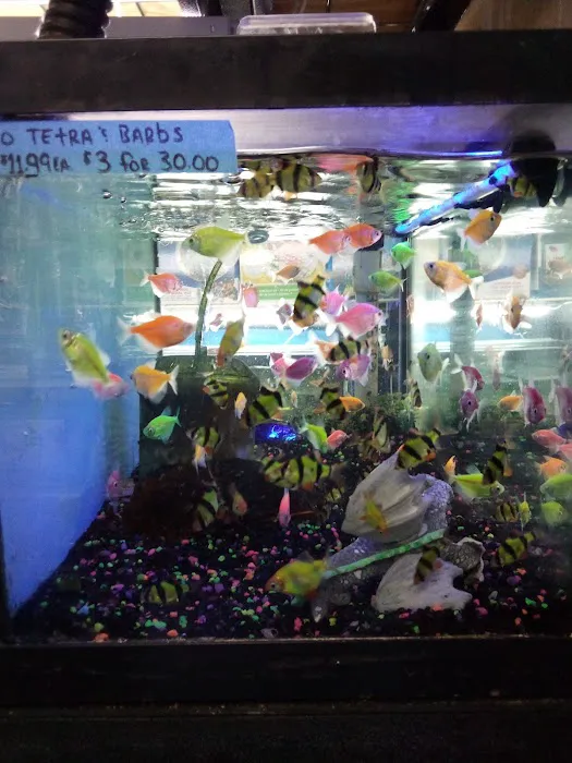 A Land of Pets Picture 7