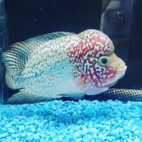A Land of Pets ico