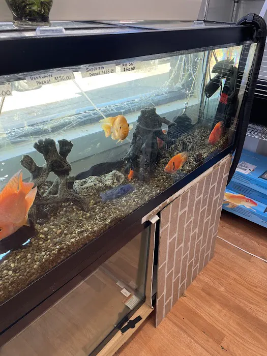 A Land of Pets Picture 8