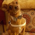 VCA El Rancho Animal Hospital