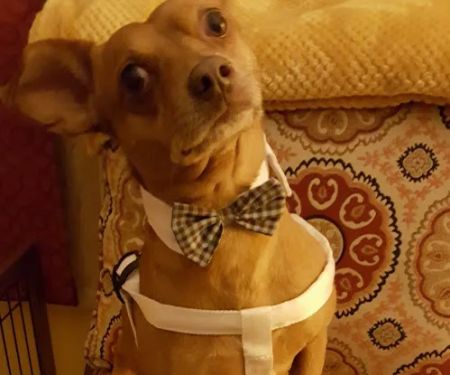 VCA El Rancho Animal Hospital