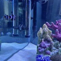 Fishtopia ico