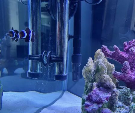 Fishtopia