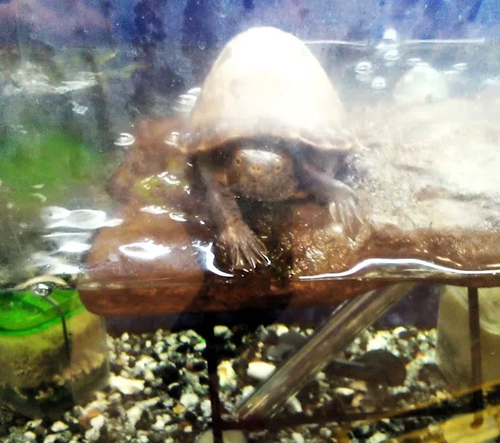 Fishtopia Picture 4
