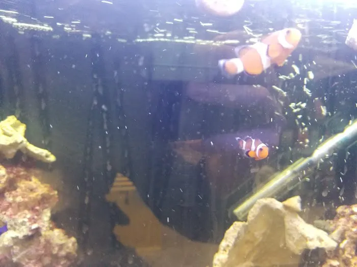 Fishtopia Picture 5