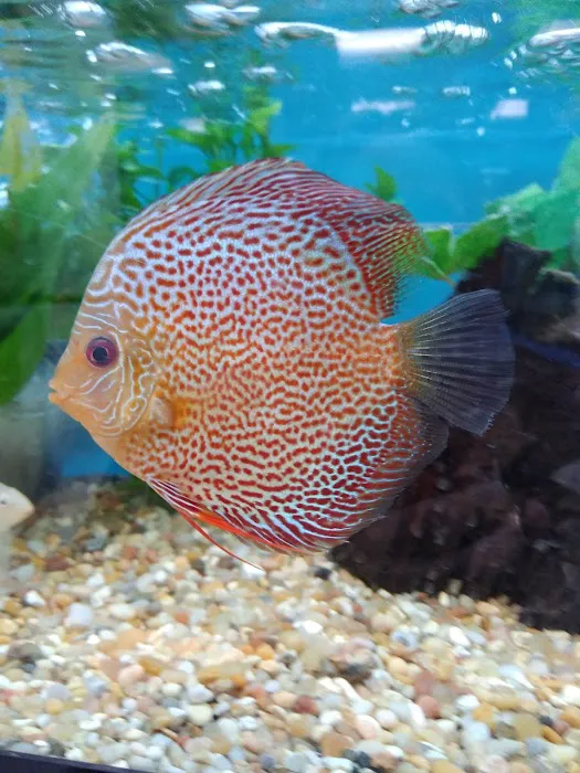 Fishtopia Picture 10