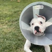 EPIC Vets ico
