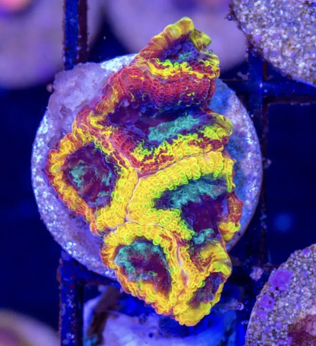 Pieces of the Ocean Picture 9