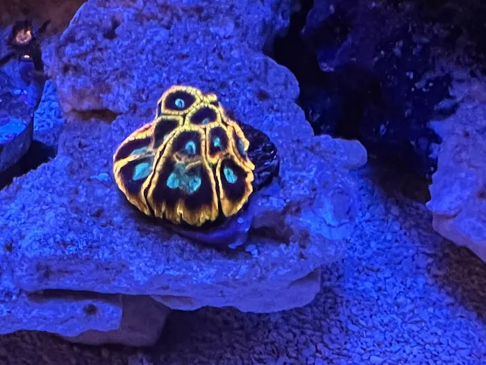 Pieces of the Ocean Picture 5