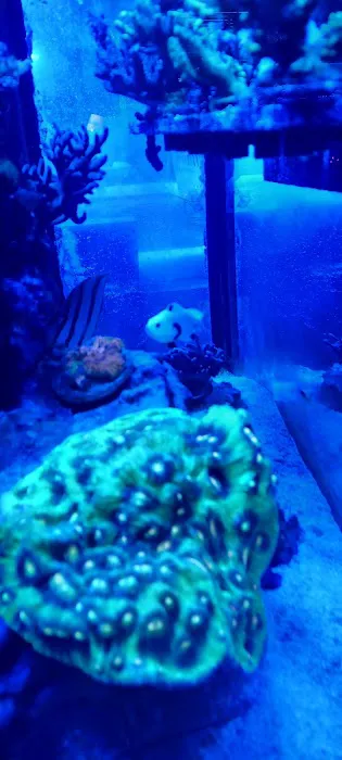 Pieces of the Ocean Picture 7