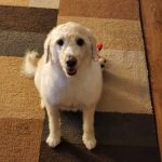 Banfield Pet Hospital