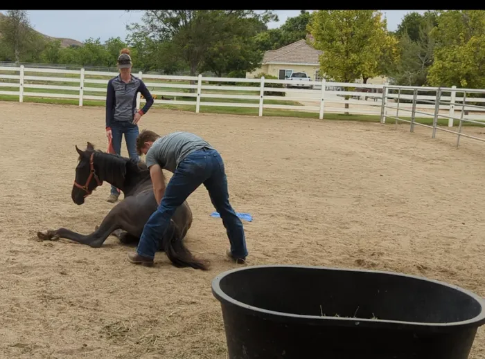 West Coast Equine Medicine Picture 9
