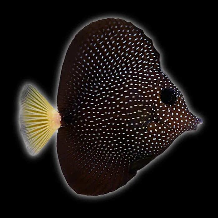 Jersey Corals Picture 8