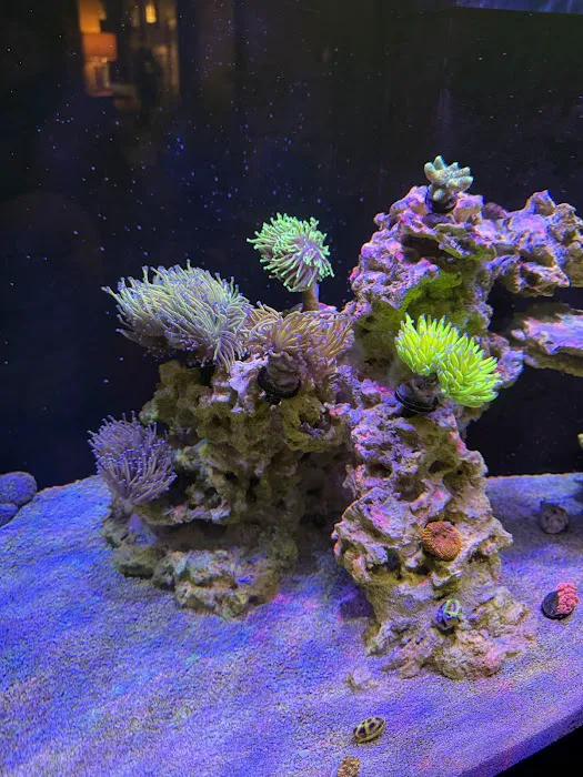 Jersey Corals Picture 5