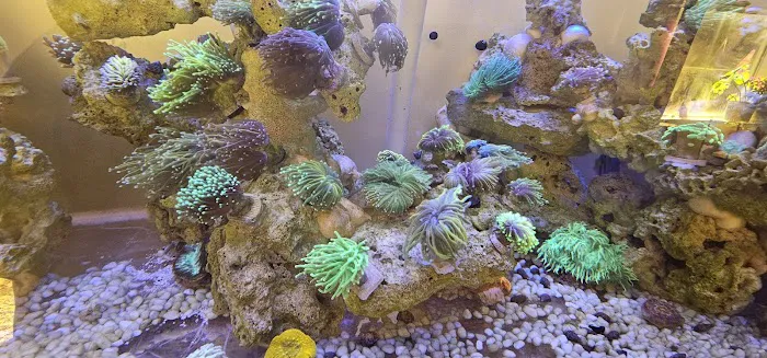 Jersey Corals Picture 3