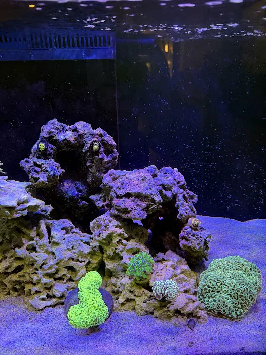 Jersey Corals Picture 6