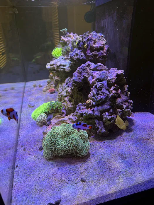 Jersey Corals Picture 4