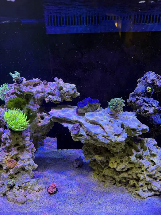 Jersey Corals Picture 2