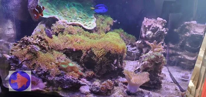 Reef Ryders Aquarium Service And Maintenance Picture 7