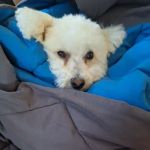 Banfield Pet Hospital