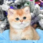 InterPets.NYC - British Shorthair Kittens