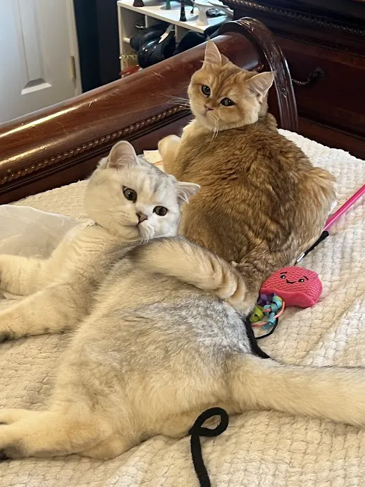 InterPets.NYC - British Shorthair Kittens Picture 2