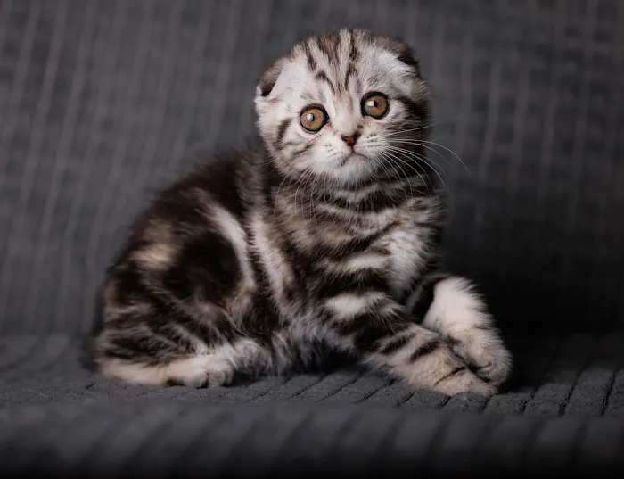 InterPets.NYC - British Shorthair Kittens Picture 5