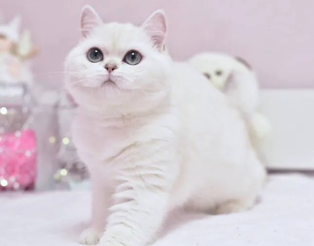 InterPets.NYC - British Shorthair Kittens Picture 3