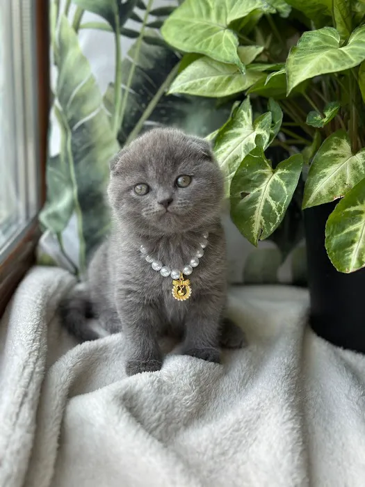 InterPets.NYC - British Shorthair Kittens Picture 7