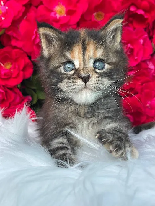 InterPets.NYC - British Shorthair Kittens Picture 9